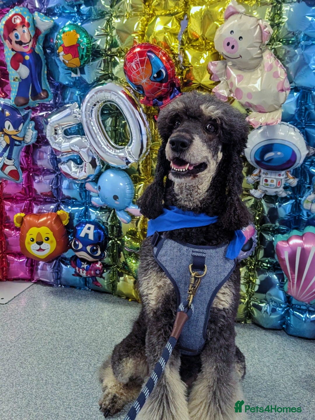 Bernedoodle dogs for sale: ⭐⭐⭐⭐Licensed•Ethical•HomeBreeder - Image 8