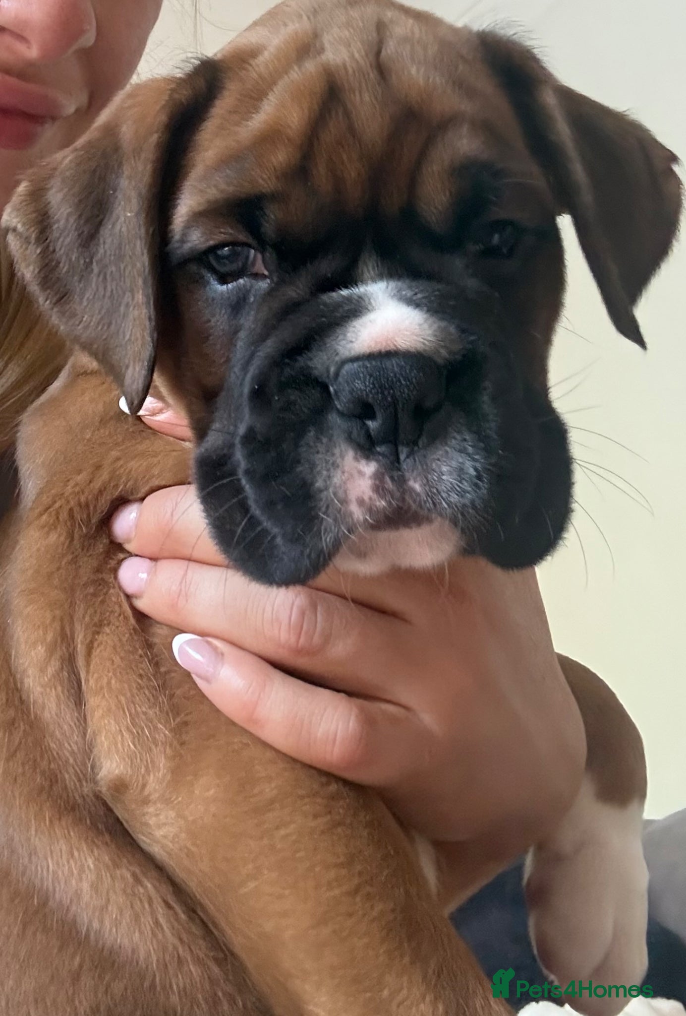 Boxer dogs 1x beautiful male boxer puppy - Advert 1