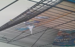 Parakeets birds for sale: Budgies for sale  - Image 1
