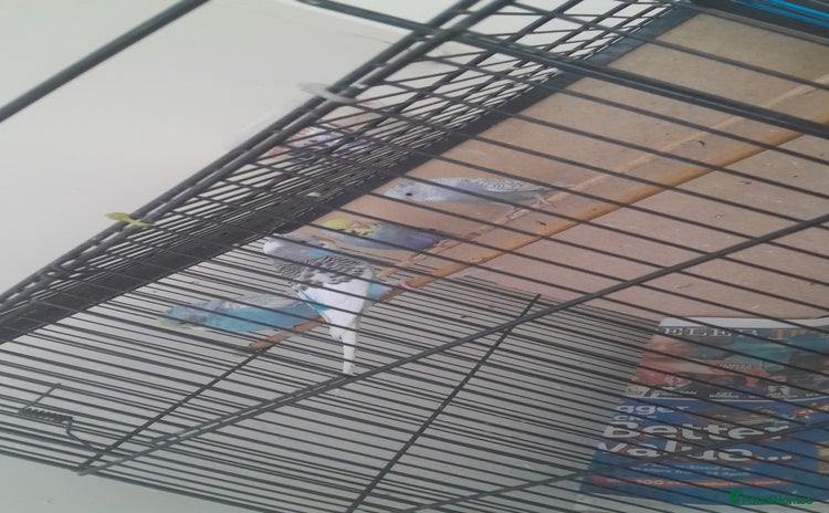 Parakeets birds - Advert 7