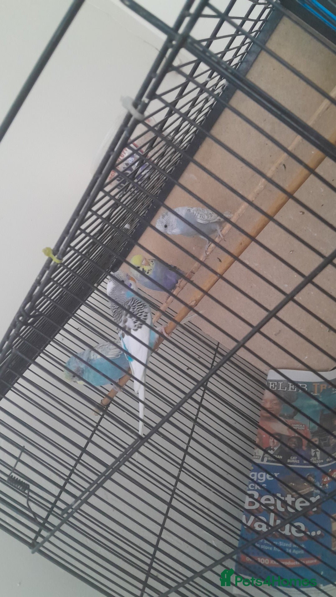Parakeets birds for sale: Budgies for sale  - Image 1