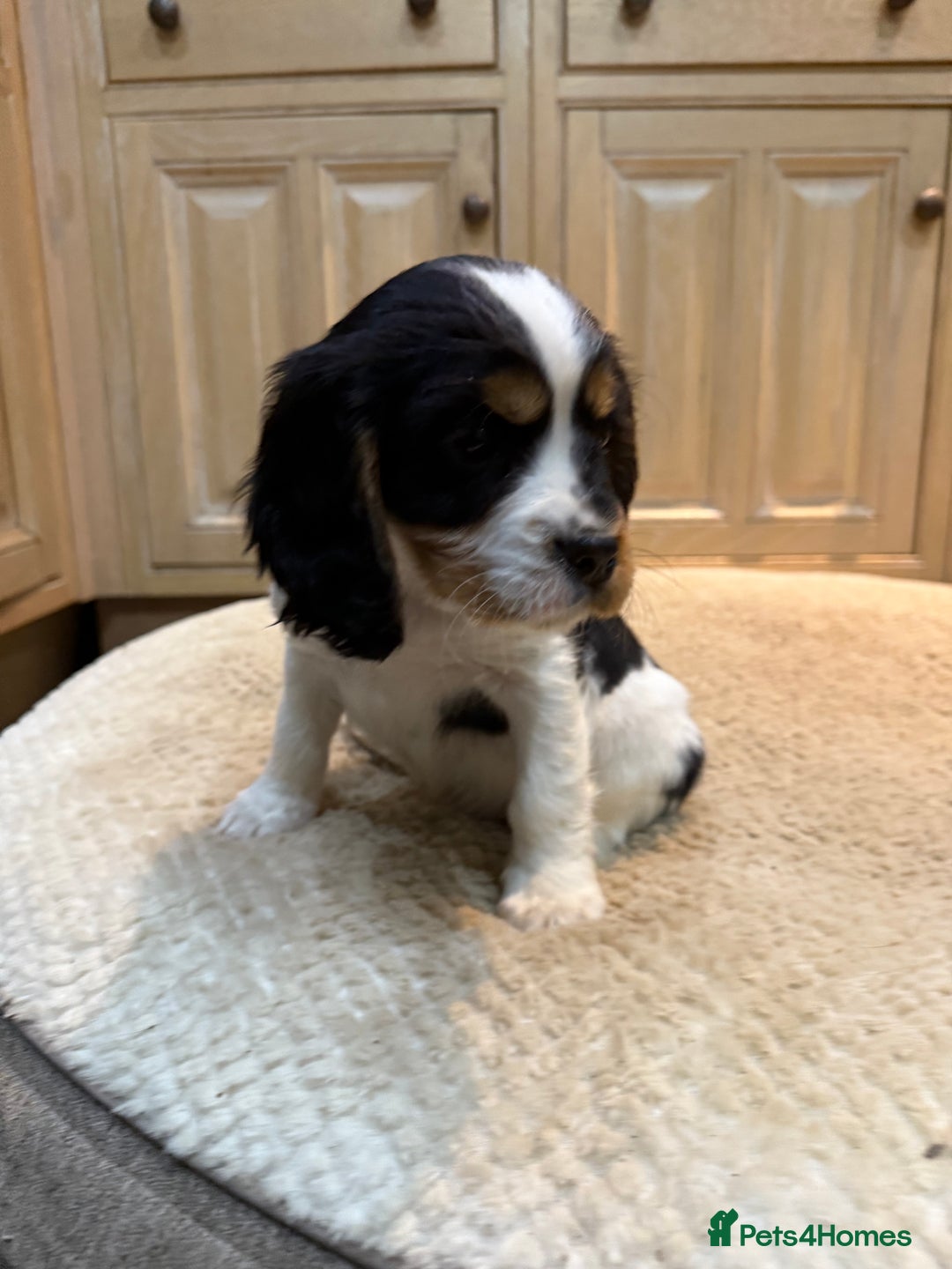 Cockalier dogs for sale: Beautiful health tested cockaliers - Advert 5