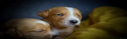 Cockerdor dogs for sale: Beautiful Dark Red Cockerdors DNAClear in Sleaford - Advert 4
