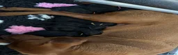 Labrador Retriever dogs for sale: Rosie's Litter Of Black Puppies - Advert 6