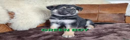 Shepsky dogs for sale: Stunning German Shepherd × Husky/Akita Puppies  in Much Wenlock - Advert 6