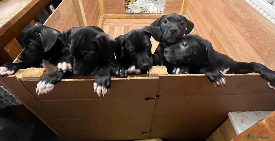 Mixed Breed dogs for sale: Boerboel cross with American bulldog - Advert 3