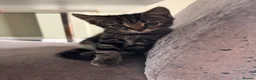 Mixed Breed cats for sale: Kittens  - Advert 5