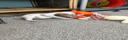 Cocker Spaniel dogs for sale: Beautiful orange roan show type cocker spaniels - Advert 28