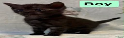 Mixed Breed cats for sale: 5 beautiful kittens for sale  - Advert 5