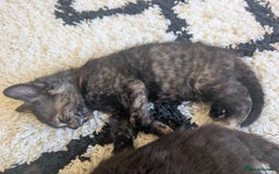 Mixed Breed cats for sale: Beautiful kittens - Image 3