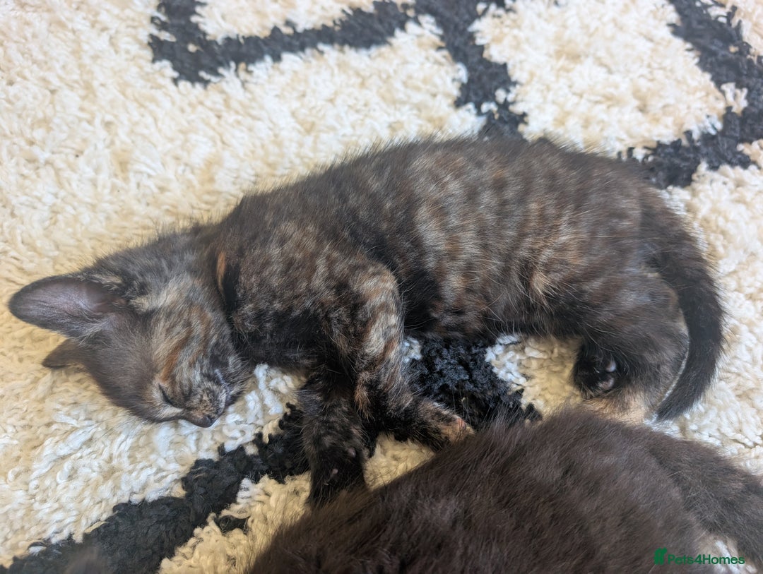 Mixed Breed cats for sale: Beautiful kittens - Image 3