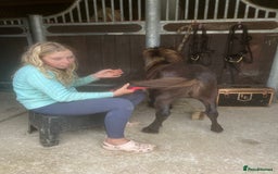 Shetland pony horses for sale: Miniature Shetland  - Image 6