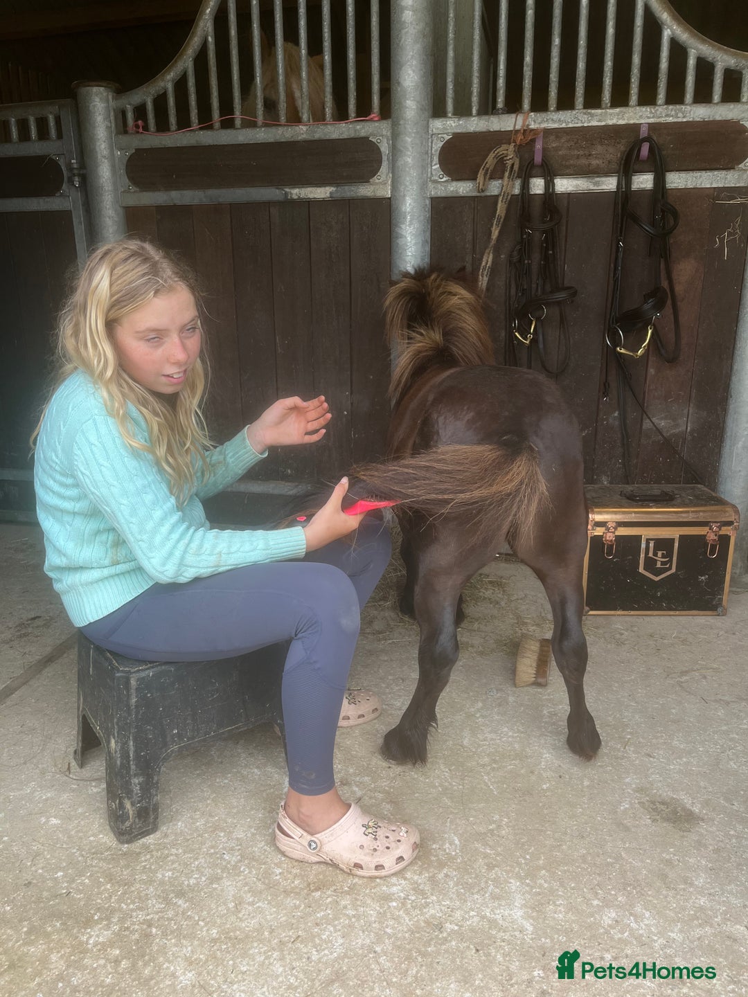 Shetland pony horses for sale: Miniature Shetland  - Image 6