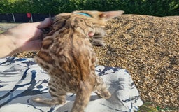 Bengal cats for sale: Bengals high guality kittens ready for new home  - Advert 17