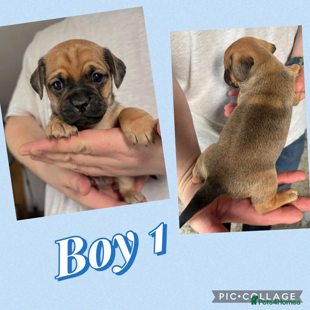 Mixed Breed dogs for sale: Mini dachshund cross pug  - Advert 1