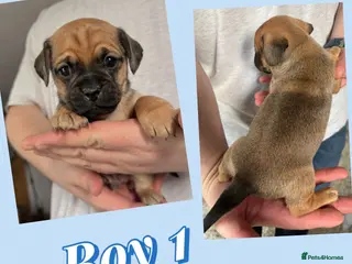 Mixed Breed dogs Mini dachshund cross pug - Advert 4