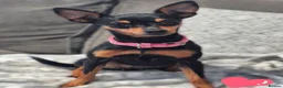 Miniature Pinscher dogs for sale: 4 Kc Registered Mini Pinschers  - Advert 10