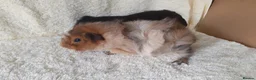 Guinea Pig rodents for sale: Pair of 8wk bonded baby boars  - Advert 6