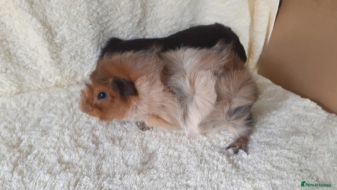 Guinea Pig rodents for sale: Pair of 8wk bonded baby boars  - Advert 6