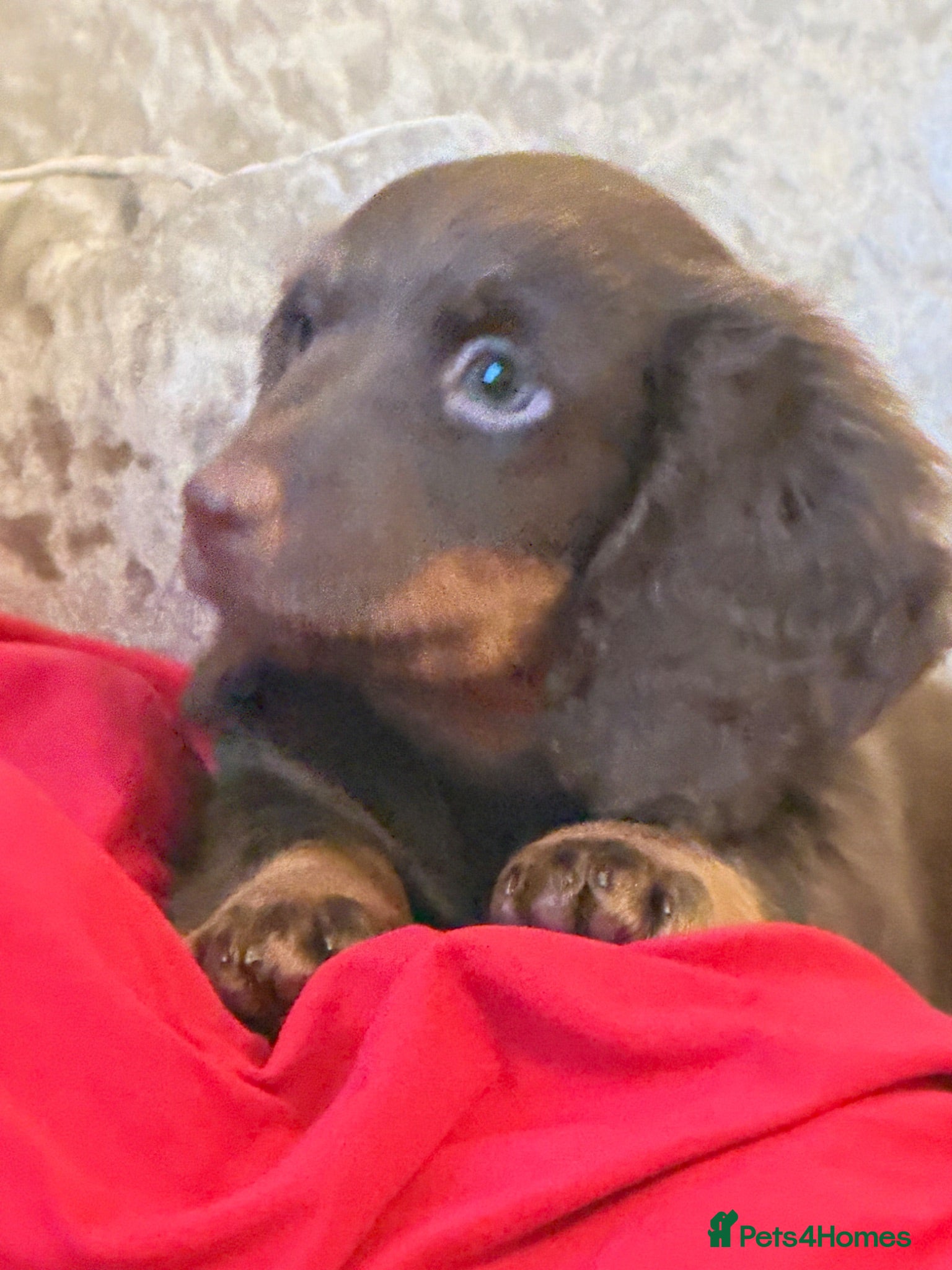 Dachshund dogs Miniature Dachshund Puppies  - Advert 2