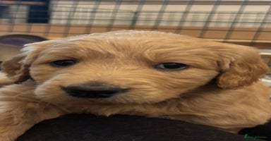 Double Doodle dogs - Advert 13