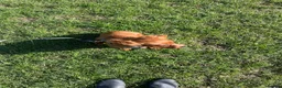 Cavalier King Charles Spaniel dogs for sale: Ruby Cavalier King Charles puppy - Advert 3