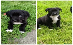 Mixed Breed dogs for sale: Aurora 5 month old German shepard cross - Image 8