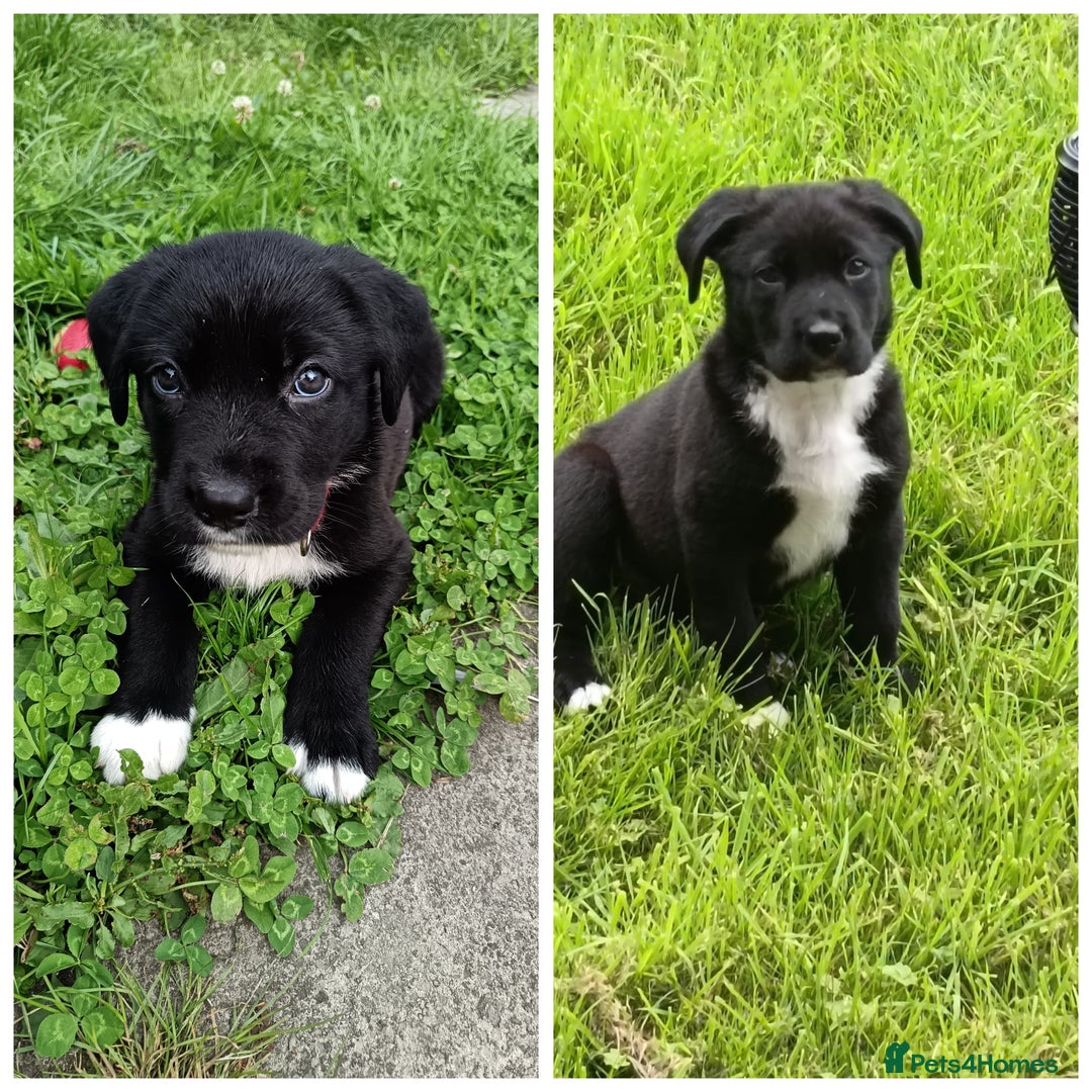 Mixed Breed dogs for sale: Aurora 5 month old German shepard cross - Image 8