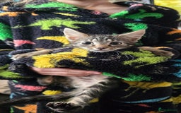 Mixed Breed cats for sale: 4 fluffy kittens for sale - Advert 6