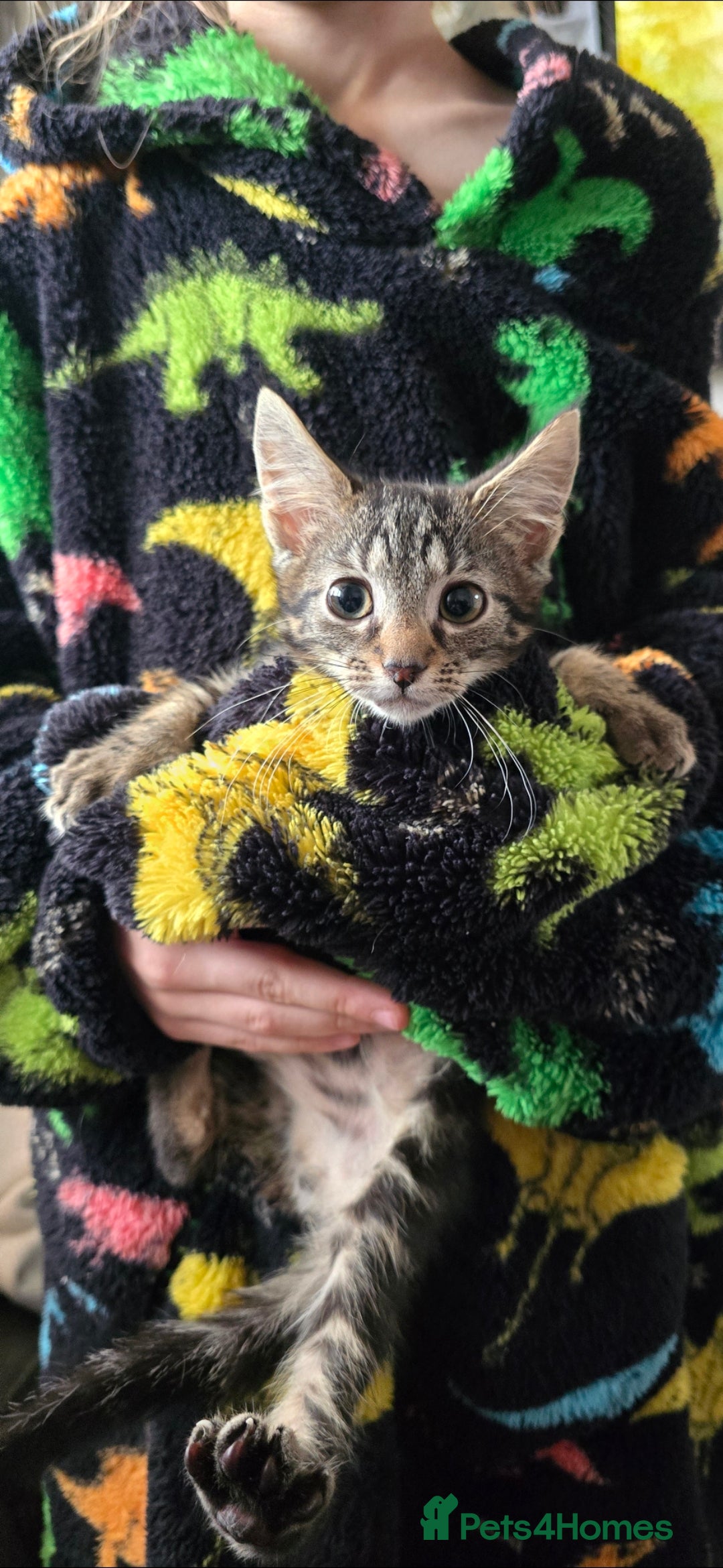 Mixed Breed cats for sale: 4 fluffy kittens for sale - Advert 6