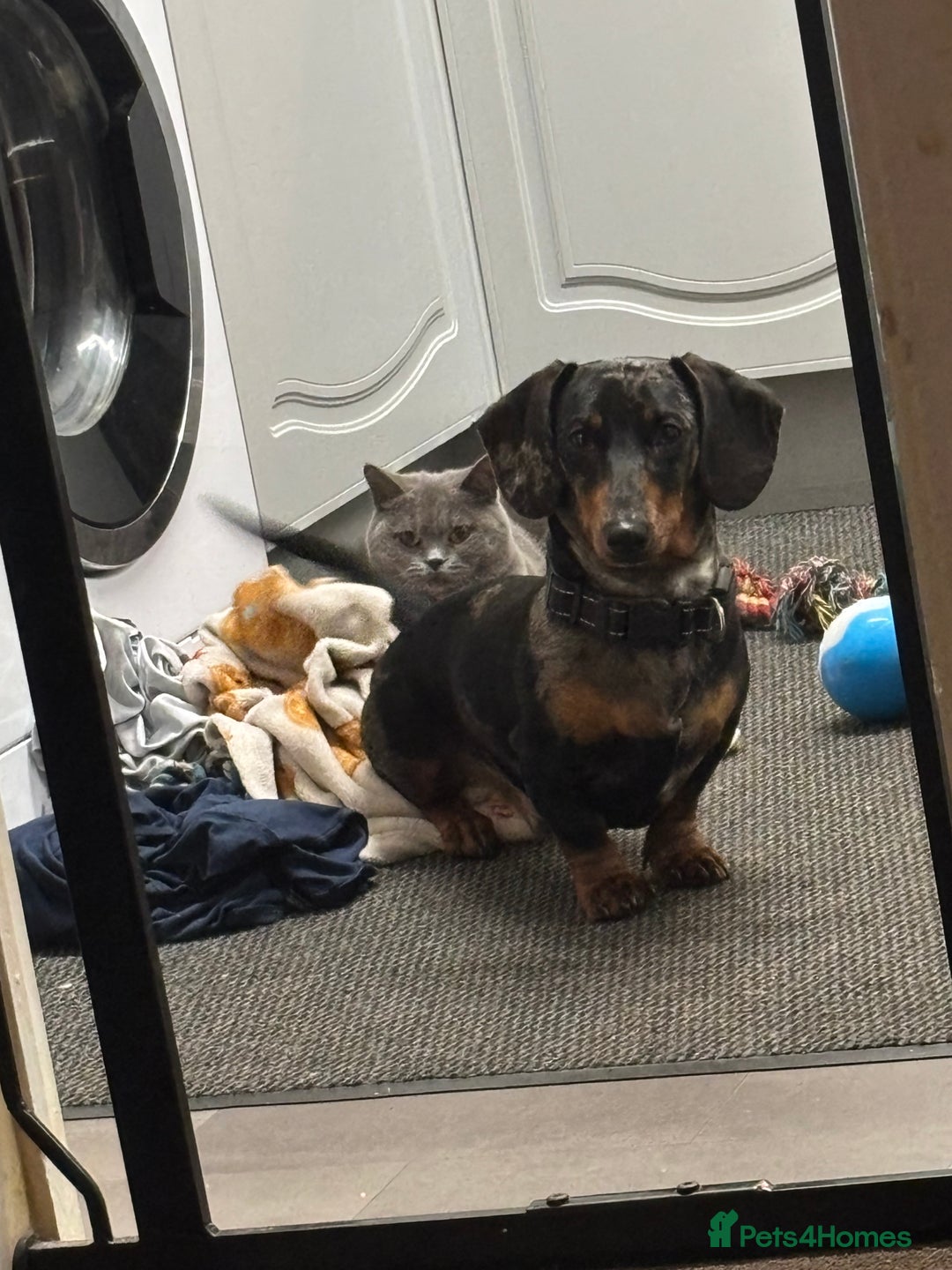 Miniature Dachshund dogs for sale: Miniature dapple dachshund  - Advert 3