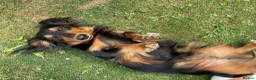 Dachshund dogs for stud: Long haired miniature dachshund  - Advert 8