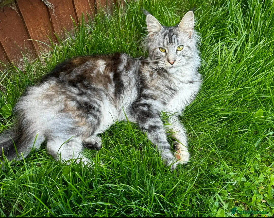 Maine Coon cats for sale: Beautiful Tilly looking for her perfect home  in Bracknell - Advert 1