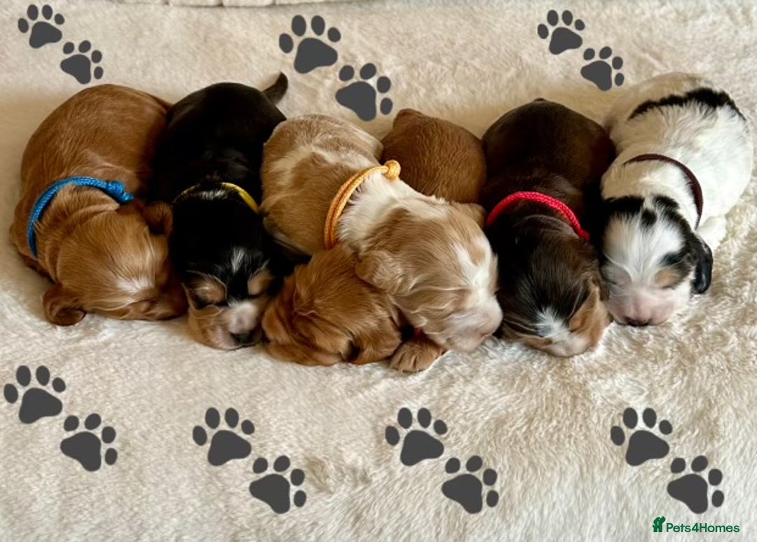 Cocker Spaniel dogs for sale: Extensively Health Tested KC Reg Puppies  - Advert 4