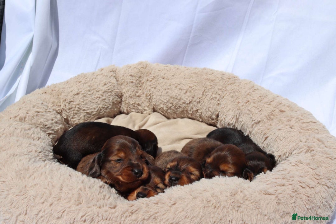 Miniature Dachshund dogs for stud: Silver dapple miniature longhaired dachshund stud in Stowmarket - Image 13