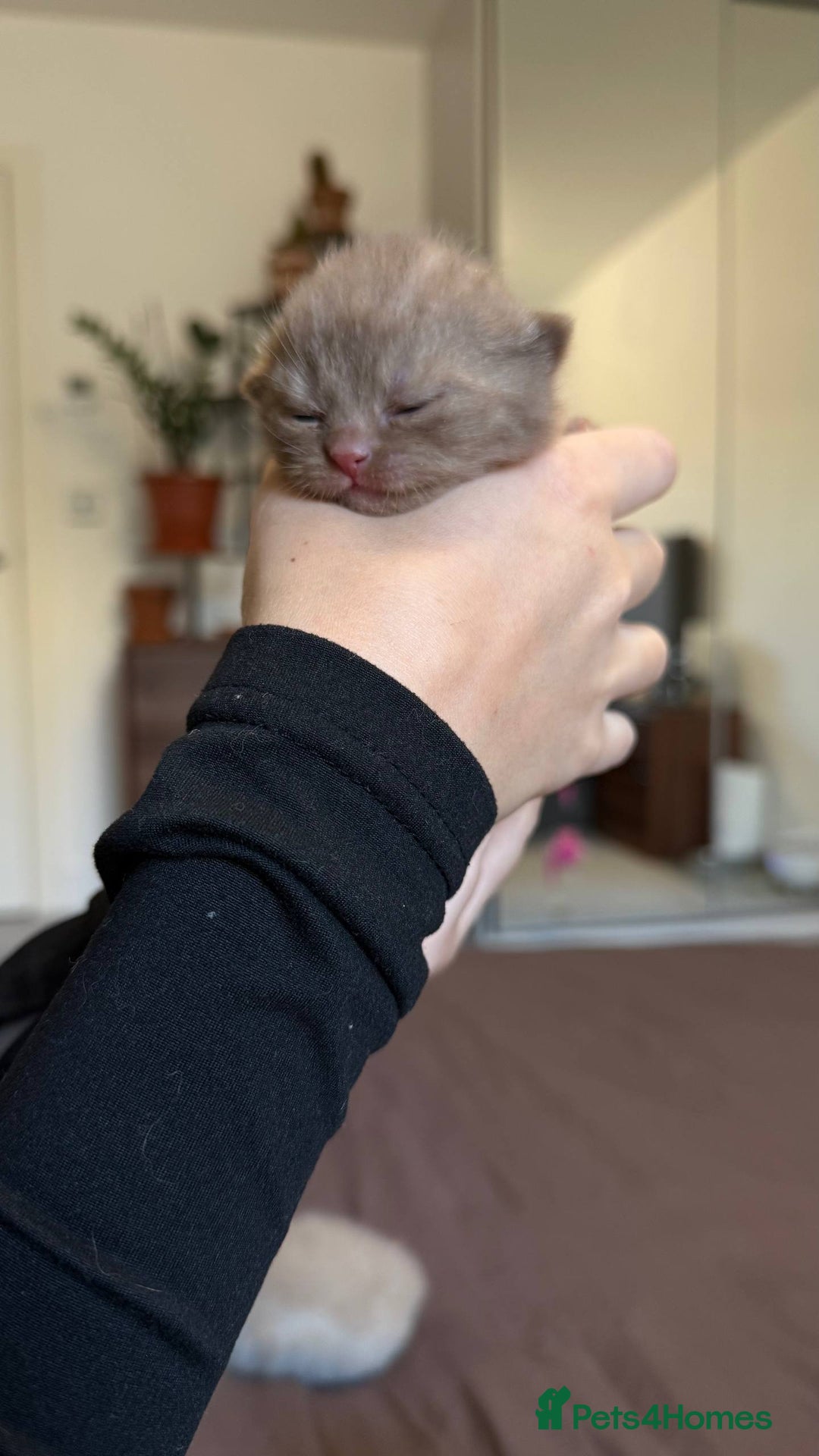 British Shorthair cats for sale: Luxury British Shorthair Kittens | Cinnamon & Fawn - Advert 11