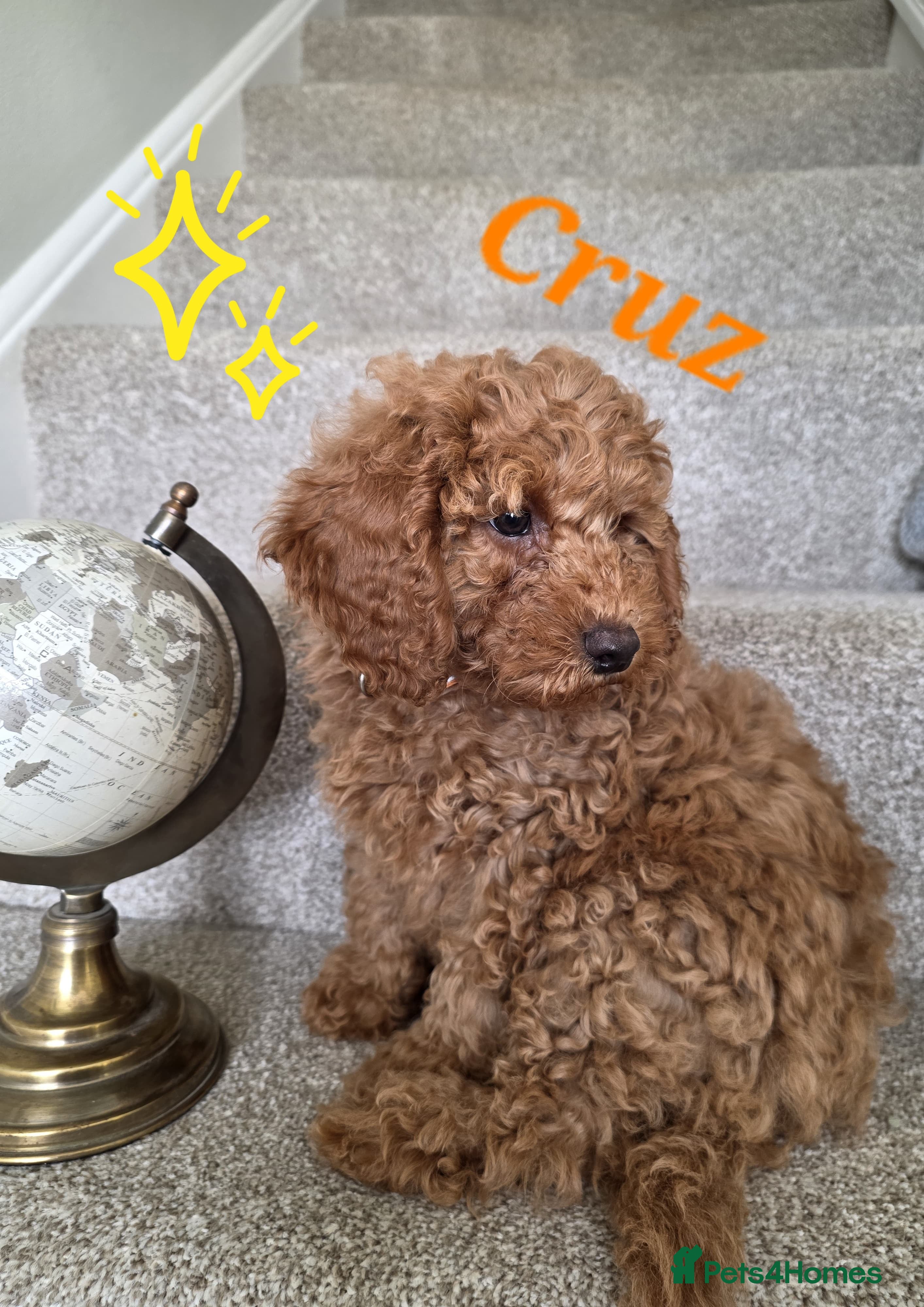 Cavapoo dogs Cavapoos Fb1.  READY TO LEAVE NOW ***** - Advert 7