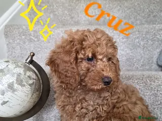 Cavapoo dogs Cavapoos Fb1. READY TO LEAVE NOW ***** - Advert 7