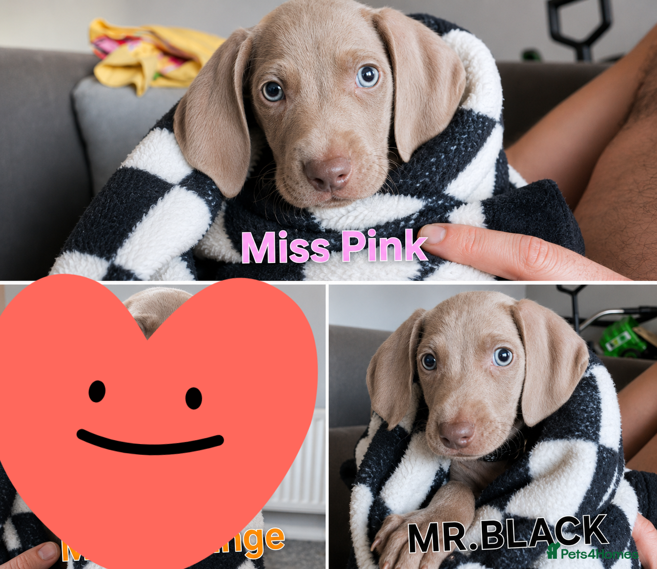 Weimaraner dogs for sale: Weimaraner Puppies Looking for Their Forver Home🐾 in Shrewsbury - Advert 2