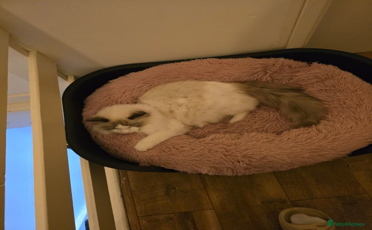 Ragdoll cats - Advert 10