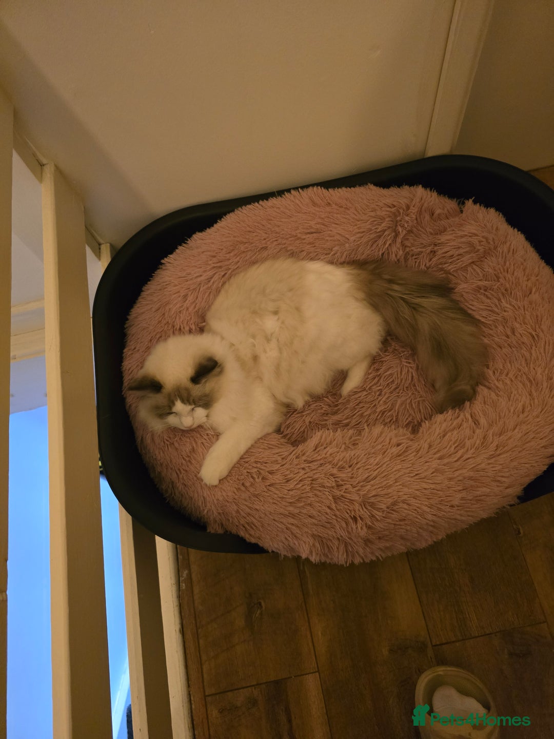 Ragdoll cats for sale: ‼️Purebred Ragdoll looking for a forever home‼️ - Image 1
