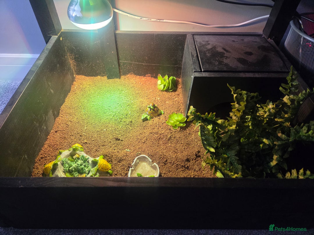 Tortoise reptiles for sale: Horsefield tortoises - Image 13
