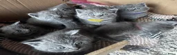 British Shorthair cats for sale: 🐾 British Short Hair Kittens 🐾 - Advert 3