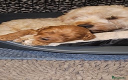 Cavapoo dogs for sale: GORGEOUS CAVAPOO MALE LOOKING FOR LOVING HOME X - Advert 1