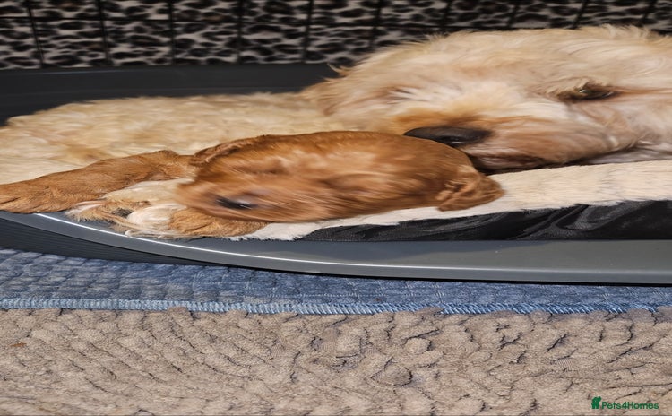 Cavapoo dogs GORGEOUS CAVAPOO MALE LOOKING FOR LOVING HOME X - Advert 2