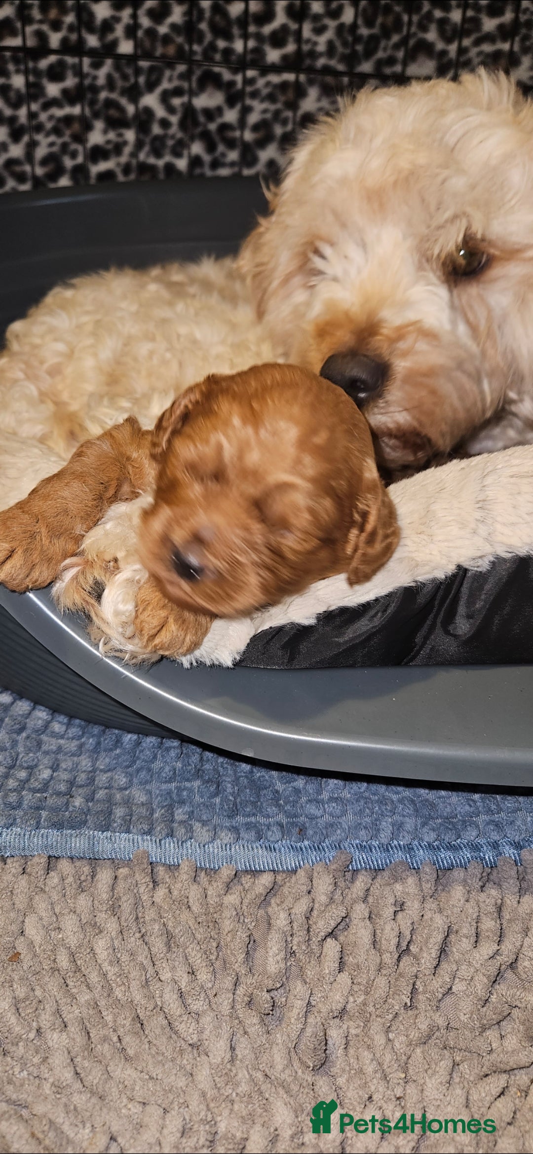 Cavapoo dogs for sale: GORGEOUS CAVAPOO MALE LOOKING FOR LOVING HOME X - Advert 1