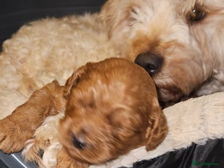 Cavapoo dogs GORGEOUS CAVAPOO MALE LOOKING FOR LOVING HOME X - Advert 17