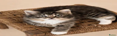 Miss Mittens