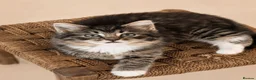 Mixed Breed cats for sale: Ragdoll Tabby Mix Fluffy Home Reared Kittens 2M/2F in Tonbridge - Advert 4
