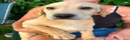 Labrador Retriever dogs for sale: Labrador puppies for sale - Advert 4